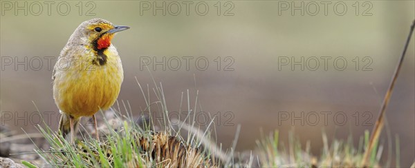 Large-spurred Pipit, cape longclaw (Macronyx capensis), Wakkerstrom surroundings, Wakkerstrom,