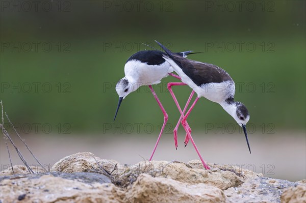 Black-winged Black-winged Stilt (Himantopus himantopus) Family of avocets, male, female, building a