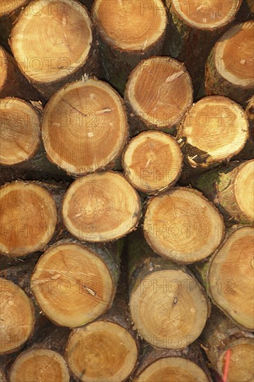 Freshly felled trees stacked tree trunks with visible annual rings partly with marks from chainsaw