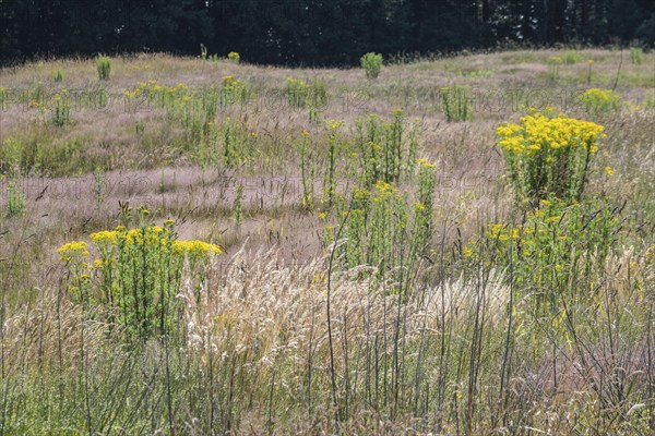 Extensive meadow with St James' ragwort (Senecio jacobaea) and flowering grasses, Emsland, Lower