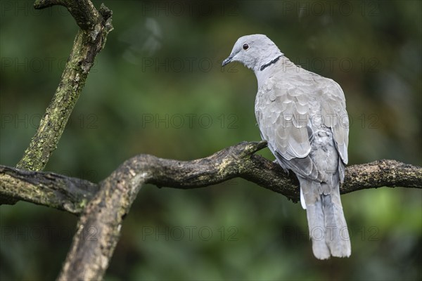 Eurasian Collared Dove (Strptopelia decaocto), Emsland, Lower Saxony, Germany, Europe