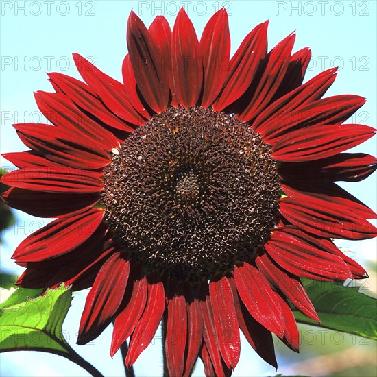 Red sunflower, summer, Germany, Europe