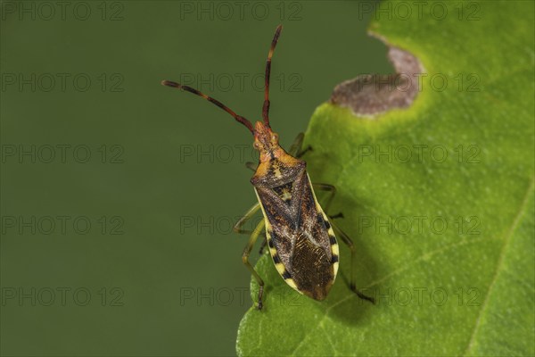 Close-up view of a juniper meadow bug (Gonocerus juniperi) on a green leaf in nature,