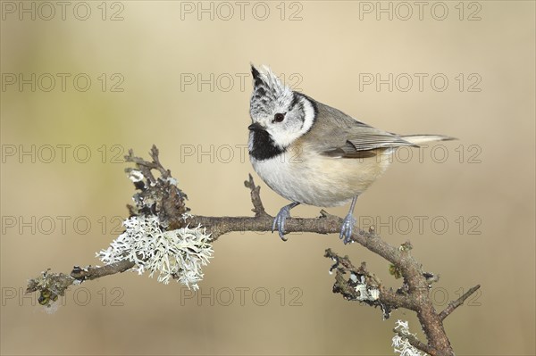 Crested tit (Lophophanes cristatus), sitting on a branch overgrown with reindeer lichen (Cladonia