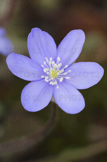 Liverwort (Hepatica nobilis, Anemone hepatica), flower, North Rhine-Westphalia, Germany, Europe