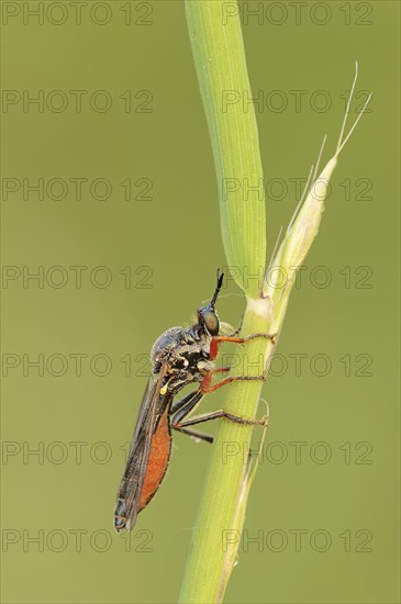 Hump-backed hawk fly (Dioctria rufipes), female, predatory fly, North Rhine-Westphalia, Germany,