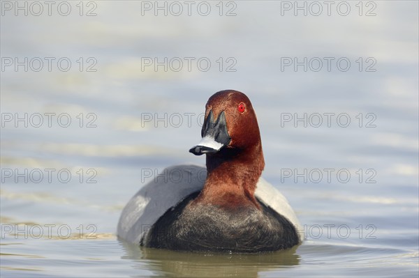 Common Pochard (Aythya ferina), male, Camargue, Provence, southern France