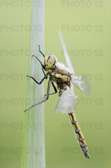 Black-tailed skimmer (Orthetrum cancellatum), female, North Rhine-Westphalia, Germany, Europe