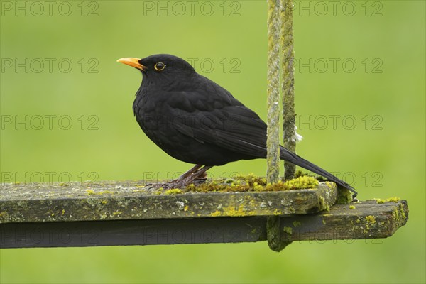European blackbird (Turdus merula) adult male bird on a garden swing, England, United Kingdom,
