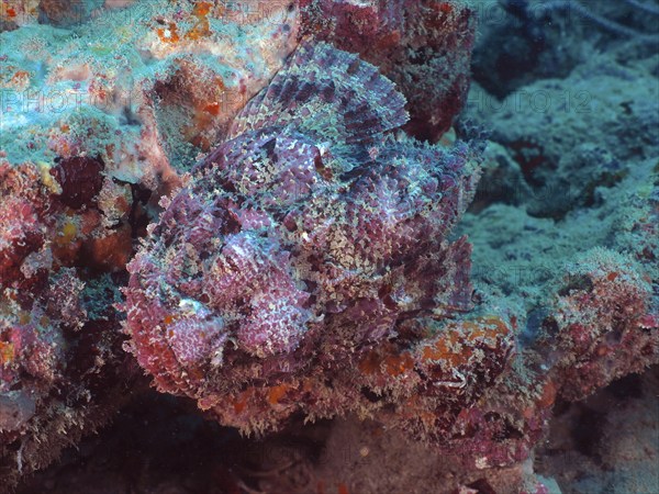Banded scorpionfish (Scorpaena plumieri), dive site Blue Heron Bridge, Phil Foster Park, Riviera