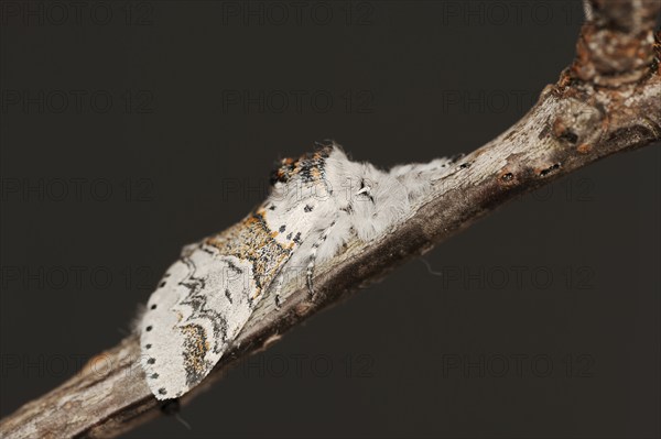 Sallow kitten moth (Furcula furcula), North Rhine-Westphalia, Germany, Europe