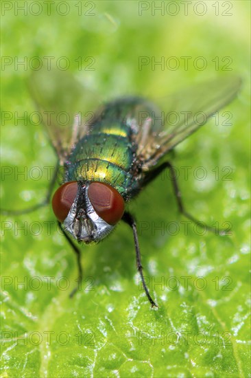 Macro photograph of an iridescent blow fly (Calliphoridae) with red eyes on a green leaf, Ternitz,