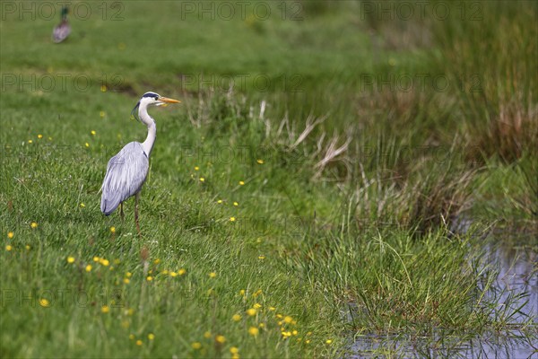 Grey heron (Ardea cinerea) standing in a meadow by a creek, Elbmarschen, Wedel, Schleswig-Holstein,