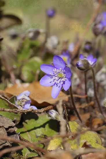 Liverwort (Hepatica nobilis), blue flowers in a forest, North Rhine-Westphalia, Germany, Europe