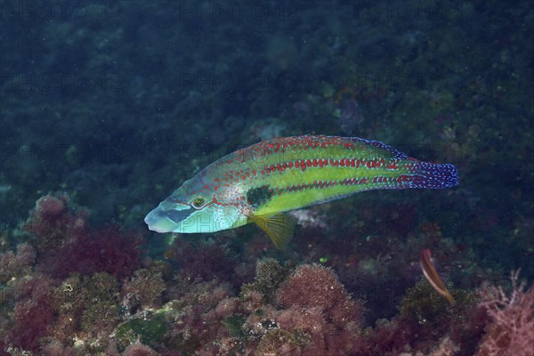 Peacock wrasse (Symphodus tinca) with green-blue scales and red spots swimming in the sea. Dive