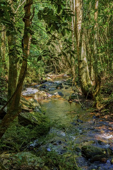 Small stream among dense rainforest vegetation and rocks in the state of Minas Gerais, Brazil,