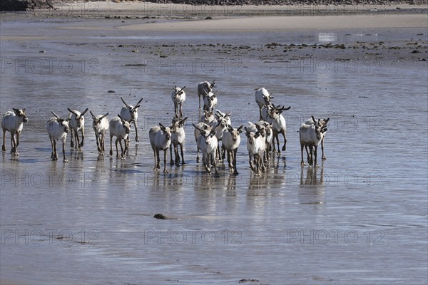 Reindeer (Rangifer tarandus) at low tide on the beach of the Barents Sea, Northern Norway, Lapland,