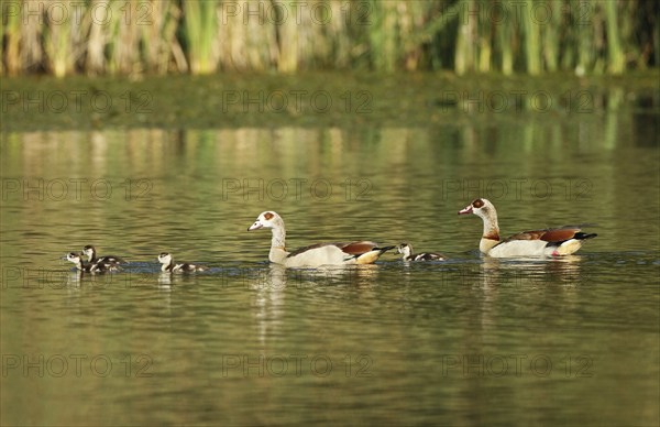 Egyptian goose (Alopochen aegyptiaca) pair with young on the water, Allgäu, Bavaria, Germany,