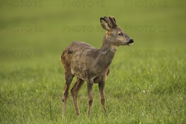 European roe deer (Capreolus capreolus) fawn in winter coat and short velvet horns with eye injury