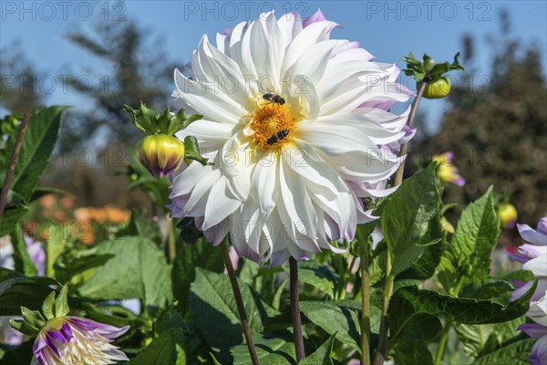Flowering Dahlias (Dahlia), variety Ferncliff Illusion in the Dahlia Farm in Löderup, Ystad
