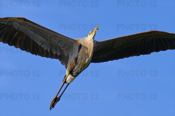 Great blue heron (Ardea herodias), in full flight against a clear blue sky, showcasing its wings