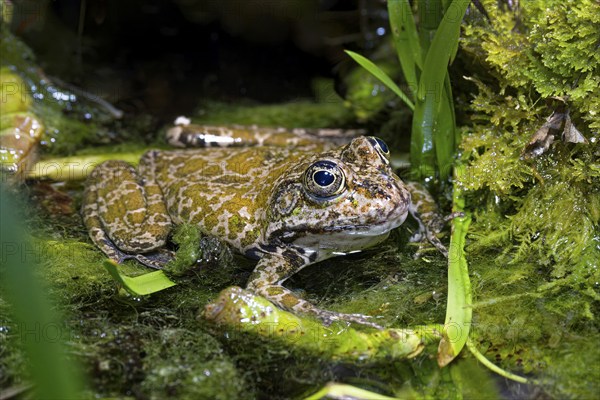 Sea frog (Pelophylax ridibundus), order of frogs in the family of true frogs, captive, occurring in