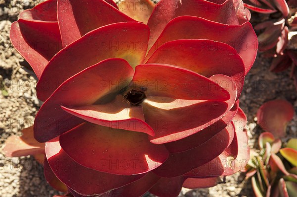 Kalanchoe (Kalanchoe tetraphylla)