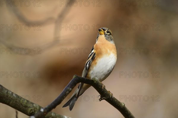 Close-up of a Brambling (Fringilla montifringilla) in autumn in the bavarian forest