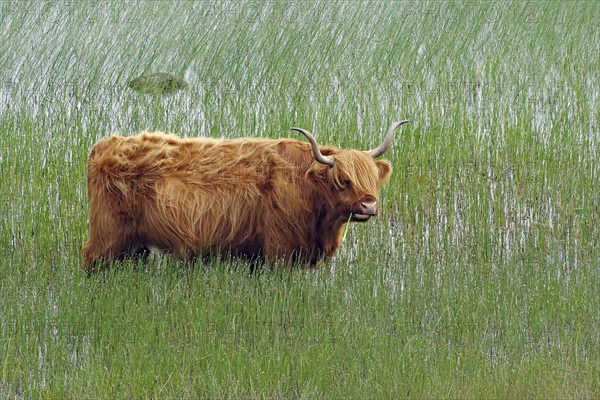 Highland cattle standing in the overgrown, shallow water of a lake, Isle of Mull, Hebrides,