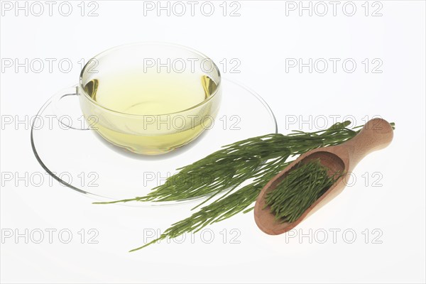 Horsetail tea, tea, medicinal tea, herbal tea, medicinal plant, Equisetum arvense, the field