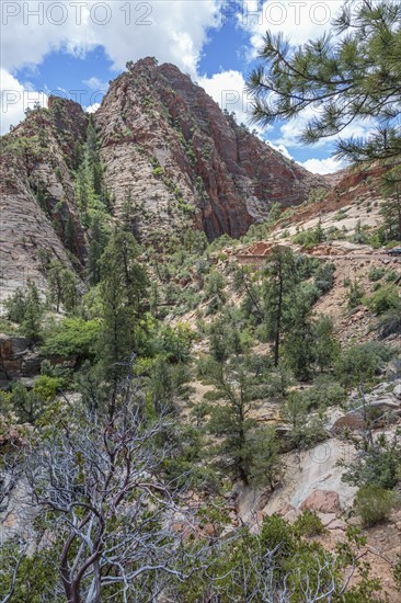 Patterns of erosion on the rocky mountainside in Zion National Park, Utah