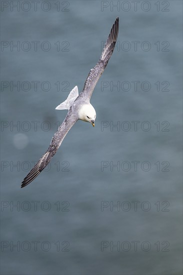 Northern Fulmar, Fulmarus glacialis, bird in fly, Bempton Cliffs, North Yorkshire, England, United