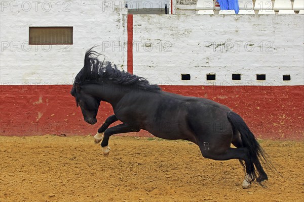 Andalusian horse, jumping, arena, black, black horse