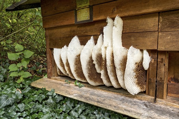 Honeycomb abandoned by colony, honeycomb, wild natural burrow on outside of hive, light-coloured