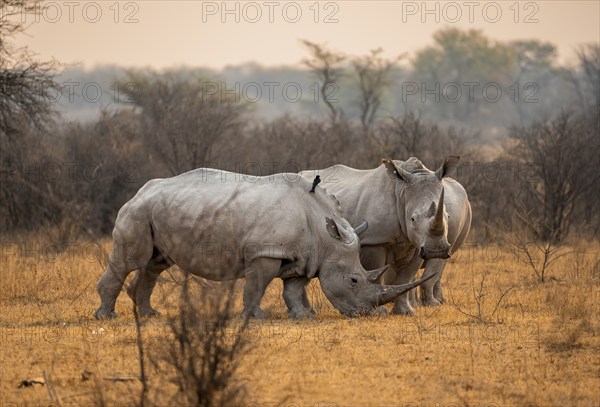Southern white rhinoceros (Ceratotherium simum simum), two rhinos in the evening light, Khama Rhino