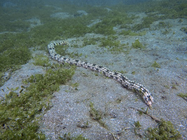 Elongated, snake-like marine animal, Feather mouth sea cucumber (Synapta maculata), on sandy