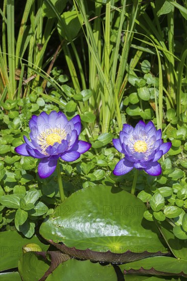 Blue-purple coloured tropical water lilies in a garden pond, Gigantea Dark Purple, water lily,