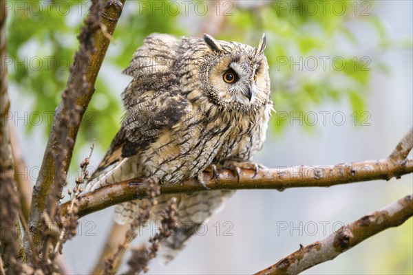 Long-eared owl (Asio otus), or lesser horned owl, sitting on a branch, captive, Pyrenees,