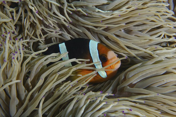 A Clark's anemonefish (Amphiprion clarkii) hiding between the tentacles of a sea anemone, dive site
