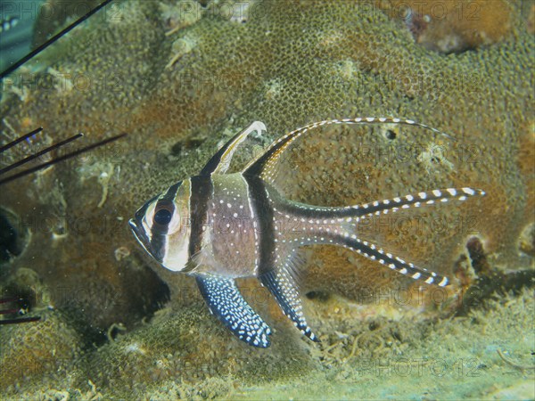 A Banggai cardinalfish (Pterapogon kauderni) with long fins swimming near a coral reef, dive site