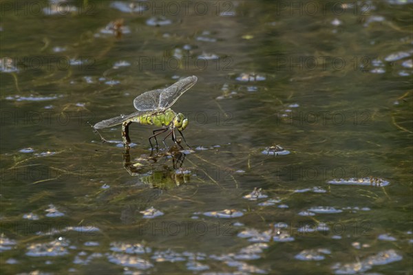 Emperor dragonfly (Anax imperator) adult female insect laying eggs in a pond in the summer,