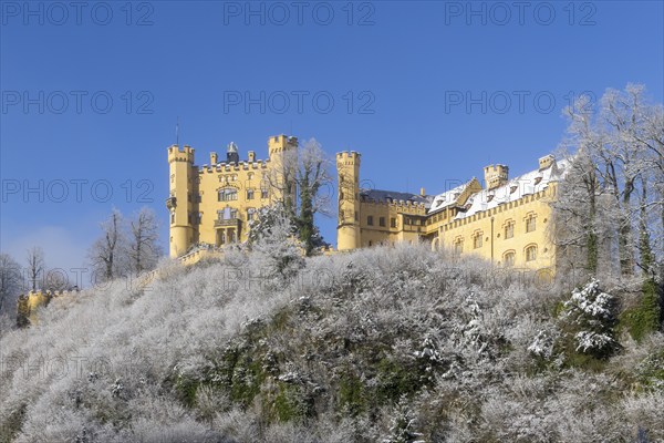 Historic yellow castle surrounded by snow and wintry trees under a clear sky, Hohenschwangau