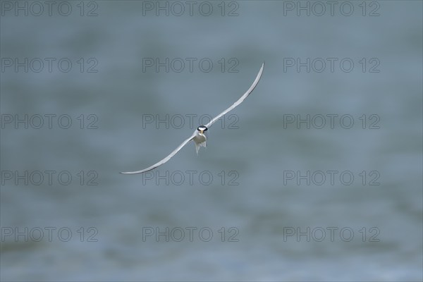 Little tern (Sternula albifrons) adult bird in flight with a fish in its beak, Suffolk, England,