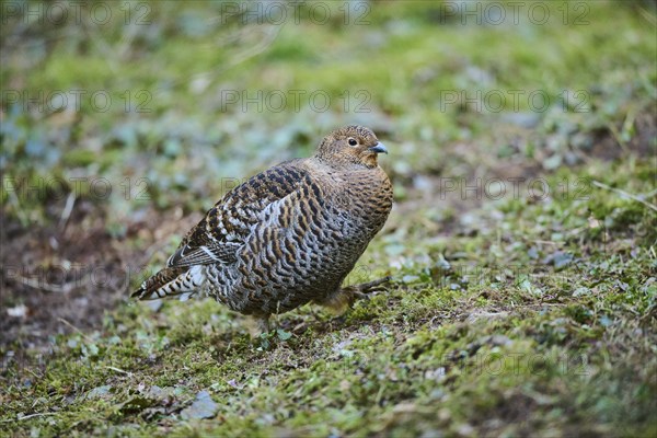 Eurasian black grouse (Lyrurus tetrix) female (hen) standing on the ground at the edge of a foest,