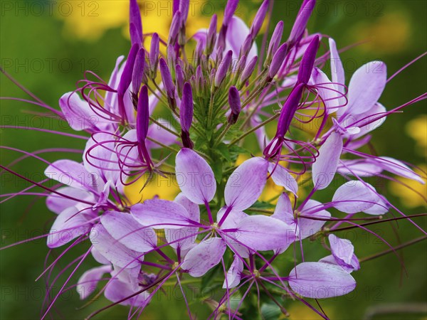 Spider flower (Tarenaya hassleriana) pink flowers