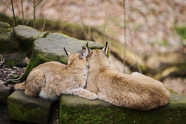 Eurasian lynx (Lynx lynx) mother with her youngster lying on a rock, Bavaria, Germany, Europe