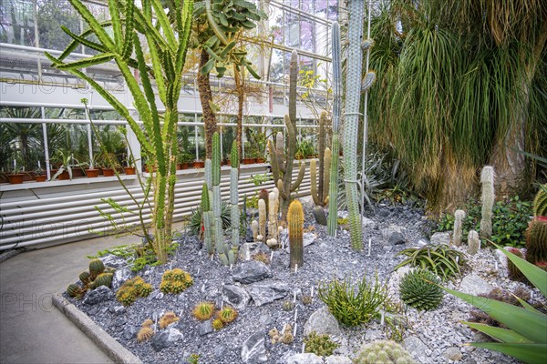 Botanical Garden, greenhouse with cacti and succulents, Zurich Succulent Collection, Switzerland,