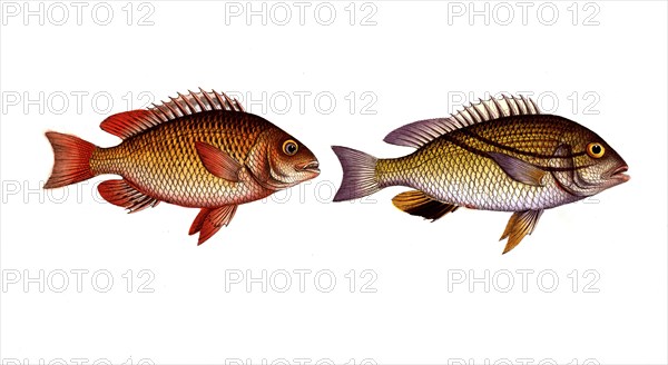 Fish, fishes, left: Anthia japonicus, der japanische Rötling, the japanes Grunt. right: genus of