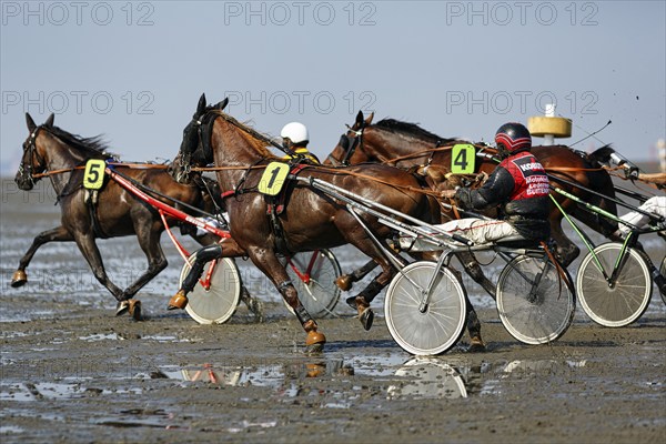 Horses with sulky, trotters, horse-drawn carriage, trotting race in the mudflats, Duhner Wattrennen