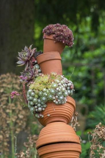 Houseleek (Sempervivum) in clay pots, North Rhine-Westphalia, Germany, Europe